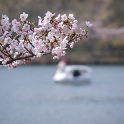 志高湖　桜