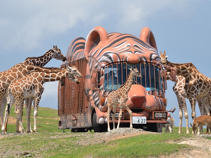九州自然動物園 アフリカンサファリ | 遊ぶ | 周辺観光情報 | 別府温泉